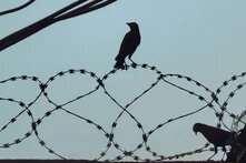 Zwei Vögel sitzen in Stacheldraht vor einem dunkelblauen Himmel.