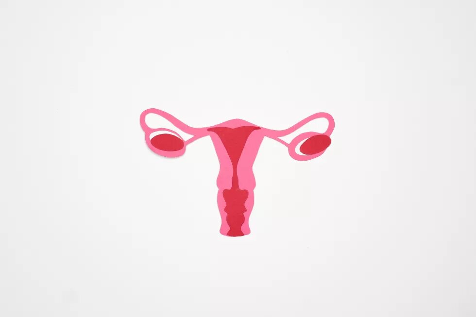 Gezeichneter Uterus vor weißem Hintergrund