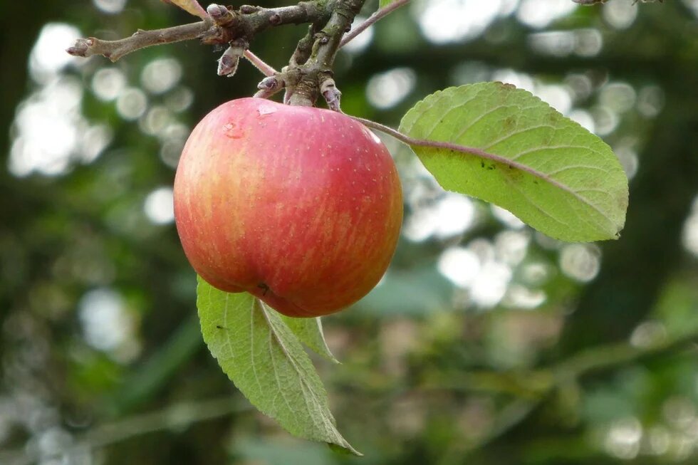 Vergessener Apfel