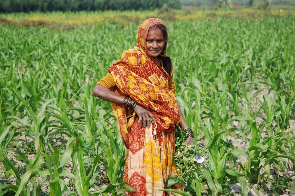 Female farmer weeding maize field in Bihar, India