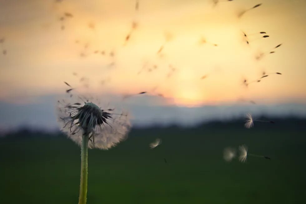 Dandelion